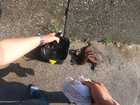 初のキロアップタコ