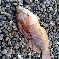 タコ釣りです!!