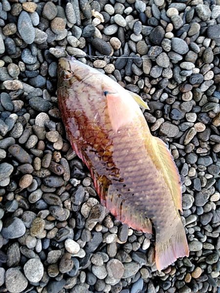 タコ釣りです!!