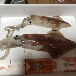 イカメタル バチコン釣行