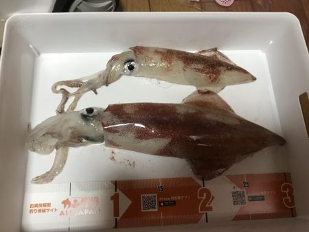 イカメタル バチコン釣行