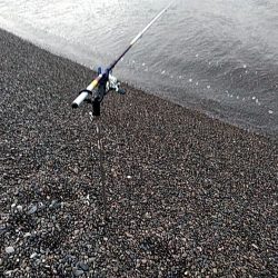 久しぶりのアオリイカでした!!