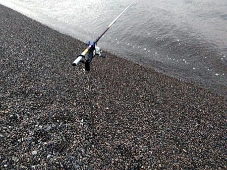 久しぶりのアオリイカでした!!