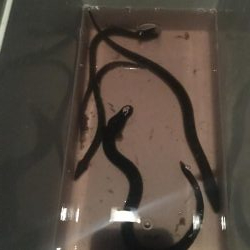 ウナギ今期3回目