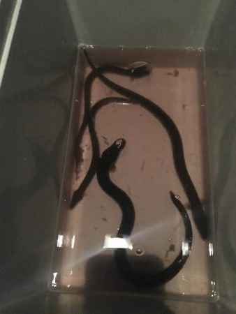 ウナギ今期3回目