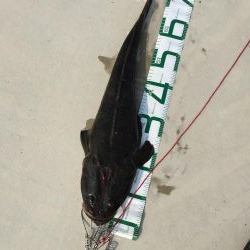 タッチ〜 ライトショア フラットフィッシュ