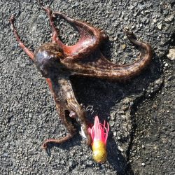 オクトパッシング