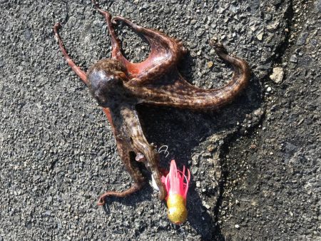 オクトパッシング