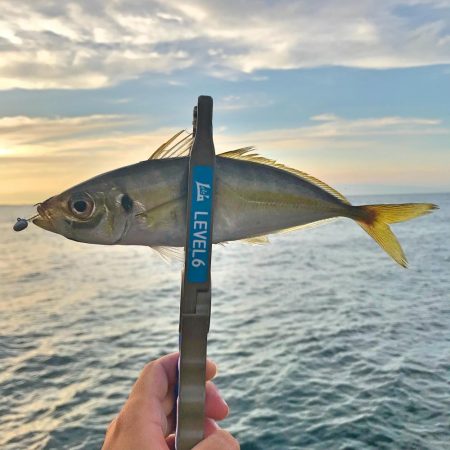 潮飛びアジング！