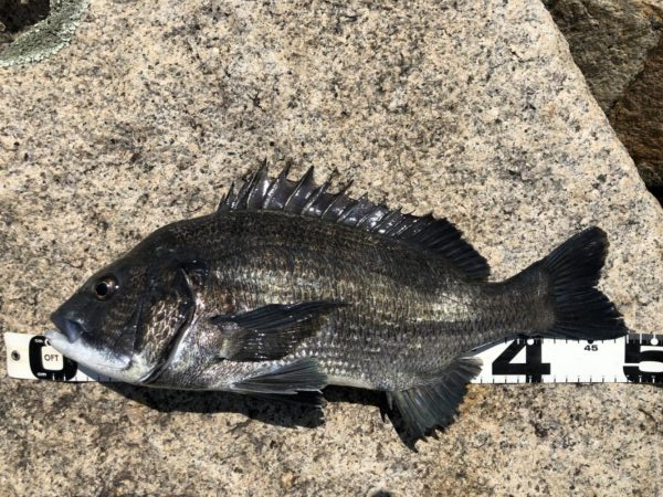 イチノ兄弟、釣果！