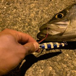 1投目でスズキ、シーバス!!