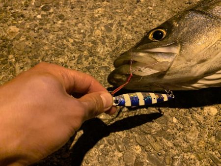 1投目でスズキ、シーバス!!