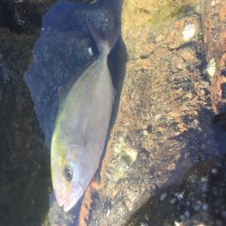 シーバスタックル ブンブン