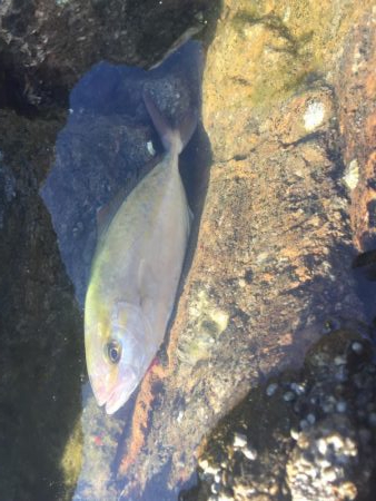 シーバスタックル ブンブン