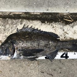 イチノ兄弟、釣果！