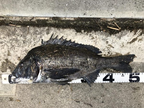 イチノ兄弟、釣果！