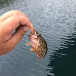 ショアジギとライトゲーム