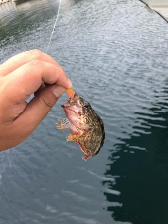 ショアジギとライトゲーム