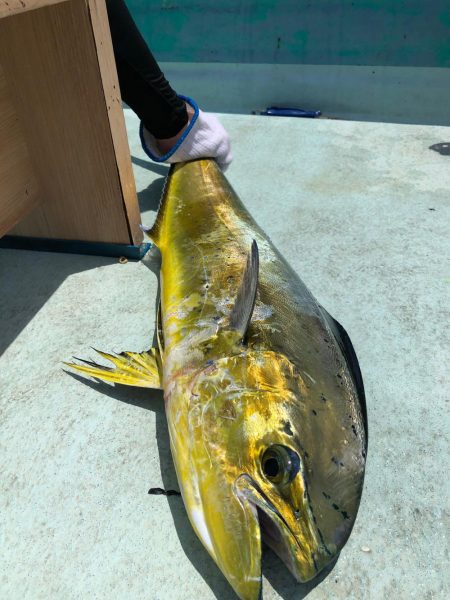 牟岐沖でルアーゲーム