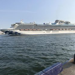 神戸港ツバス・モジャコ