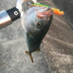 アジが入ればサゴシ好調