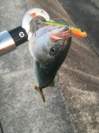 アジが入ればサゴシ好調