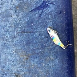 神戸港ツバス30cmアップ