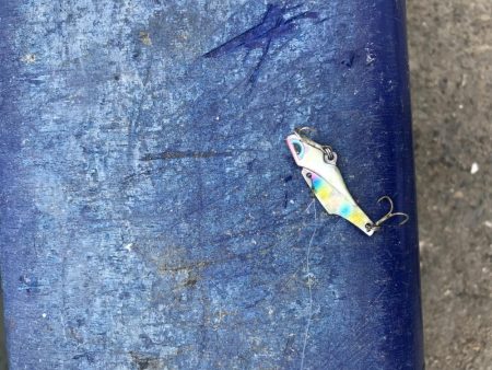 神戸港ツバス30cmアップ