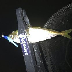 雨降りアジング！