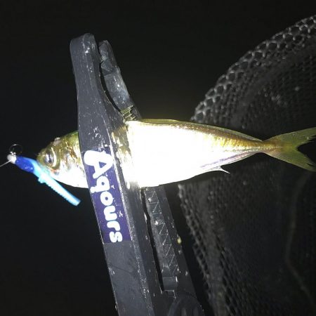 雨降りアジング！