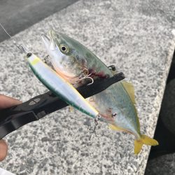 とりあえず青物…。