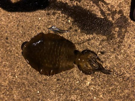 またもや二キロ越えか！？