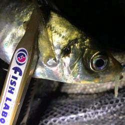 まだまだアジング！