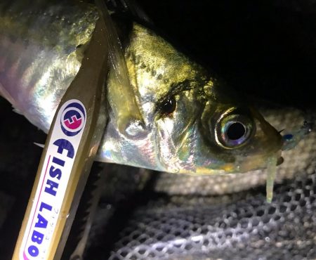 まだまだアジング！