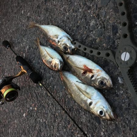 かろうじて居てました^ ^