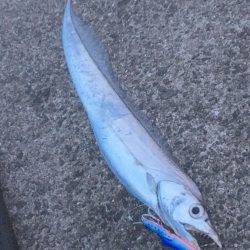 和歌山太刀魚シーズン好調