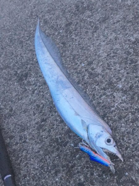 和歌山太刀魚シーズン好調