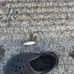 令和初のサビキ、豆アジ