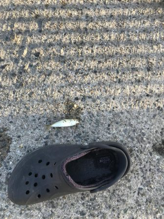 令和初のサビキ、豆アジ