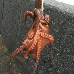 夕方2時間オクトパッシング!