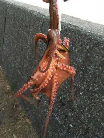 夕方2時間オクトパッシング!