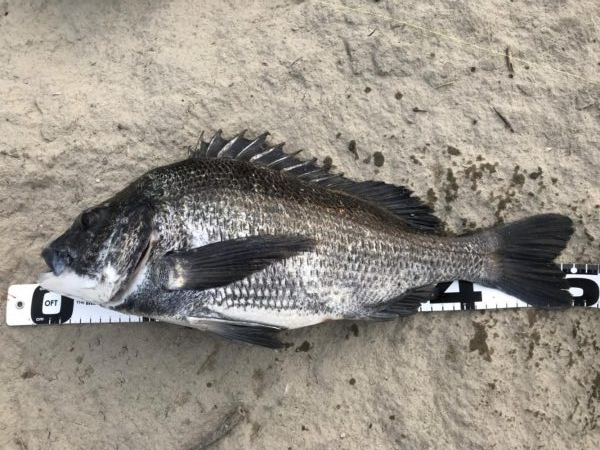 イチノ兄弟、釣果！