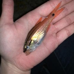 モンゴウイカ、回遊魚