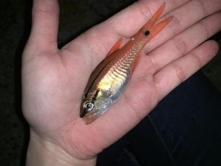 モンゴウイカ、回遊魚