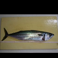 デカサバ求めて