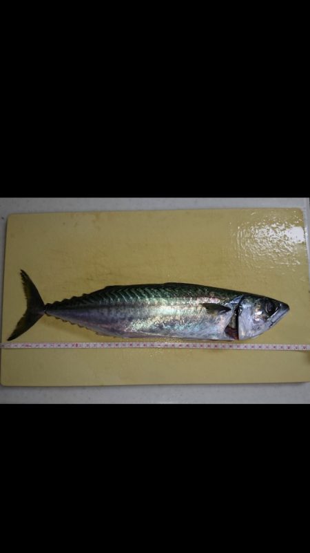 デカサバ求めて