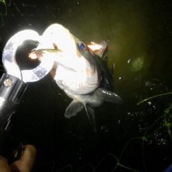 南風がややつよし