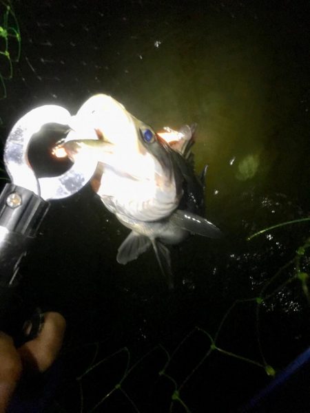 南風がややつよし