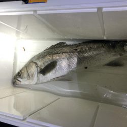 2日連続シーバス