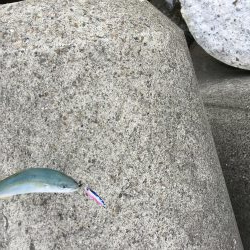 マリンピアでモジャコ